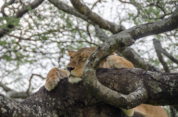 A lioness lies on the tree in Serengeti National Park, Tanzania, Africa.
