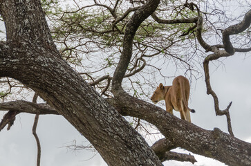 A lioness lies on the tree in Serengeti National Park, Tanzania, Africa.
