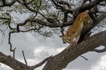 A lioness lies on the tree in Serengeti National Park, Tanzania, Africa.

