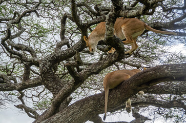 A lioness lies on the tree in Serengeti National Park, Tanzania, Africa.
