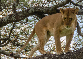 A lioness lies on the tree in Serengeti National Park, Tanzania, Africa.
