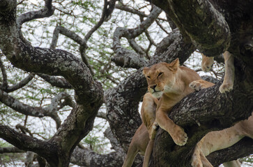 A lioness lies on the tree in Serengeti National Park, Tanzania, Africa.

