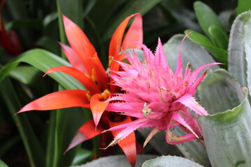 Fototapeta premium Flora colombiana
