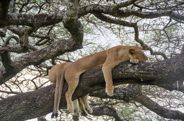 A lioness lies on the tree in Serengeti National Park, Tanzania, Africa.
