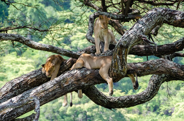 A lioness lies on the tree in Serengeti National Park, Tanzania, Africa.
