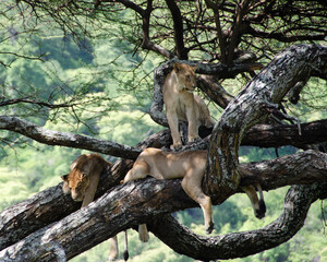 A lioness lies on the tree in Serengeti National Park, Tanzania, Africa.
