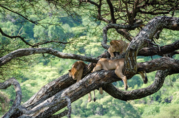 A lioness lies on the tree in Serengeti National Park, Tanzania, Africa.
