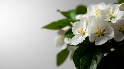 Obraz premium Close-up of Delicate White Apple Blossoms with Green Leaves
