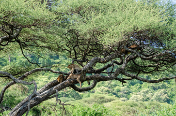 A lioness lies on the tree in Serengeti National Park, Tanzania, Africa.

