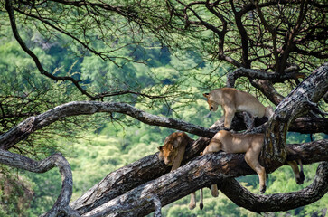 A lioness lies on the tree in Serengeti National Park, Tanzania, Africa.
