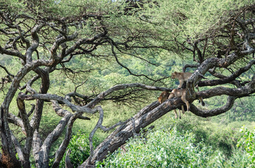 A lioness lies on the tree in Serengeti National Park, Tanzania, Africa.
