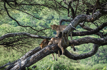 A lioness lies on the tree in Serengeti National Park, Tanzania, Africa.

