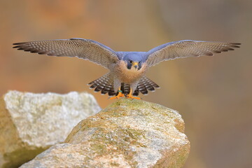 Falco peregrinus, Peregrine falcon, Czech republic