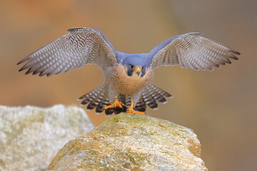 Falco peregrinus, Peregrine falcon, Czech republic