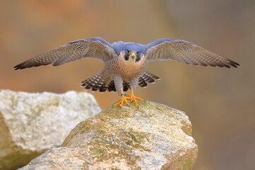 Falco peregrinus, Peregrine falcon, Czech republic