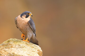 Falco peregrinus, Peregrine falcon, Czech republic