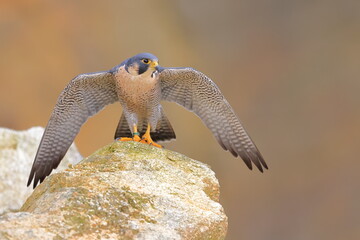 Falco peregrinus, Peregrine falcon, Czech republic