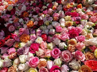 Vibrant Roses Floating in Water - Captured in Zurich, Switzerland