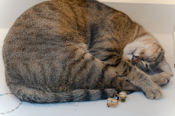 A cat sleeps in a jewelry store window in Venice.