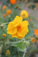 Bright yellow cosmo flower in full bloom, surrounded by soft green foliage and other blurred flowers