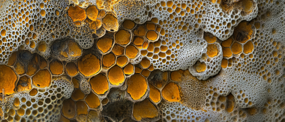 Poster discovering the intricate textures and colors of mushroom pores with hexagonal patterns