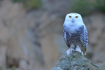 Snowy owl, Bubo scandiacus, Czech republic