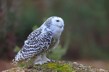 Snowy owl, Bubo scandiacus, Czech republic