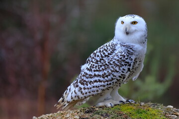 Snowy owl, Bubo scandiacus, Czech republic