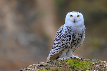 Snowy owl, Bubo scandiacus, Czech republic