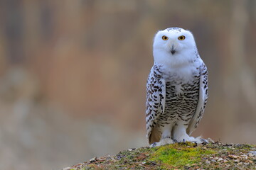 Snowy owl, Bubo scandiacus, Czech republic