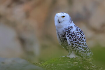 Snowy owl, Bubo scandiacus, Czech republic