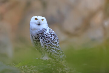 Snowy owl, Bubo scandiacus, Czech republic