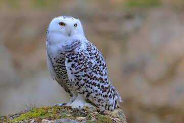 Snowy owl, Bubo scandiacus, Czech republic