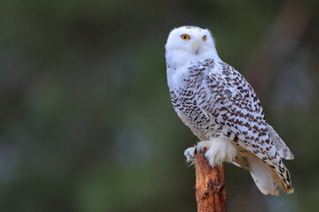 Snowy owl, Bubo scandiacus, Czech republic
