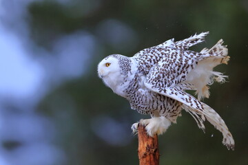 Snowy owl, Bubo scandiacus, Czech republic