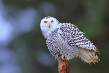 Snowy owl, Bubo scandiacus, Czech republic