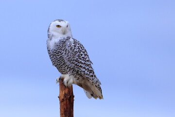 Snowy owl, Bubo scandiacus, Czech republic
