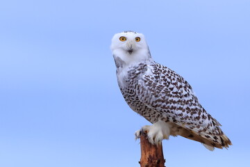 Snowy owl, Bubo scandiacus, Czech republic