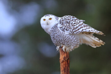 Snowy owl, Bubo scandiacus, Czech republic