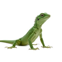 Obraz premium Closeup of a bright green lizard isolated on a white background.