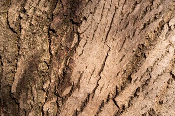 Rough tree bark texture close up. Abstract background awaiting design of tree bark.