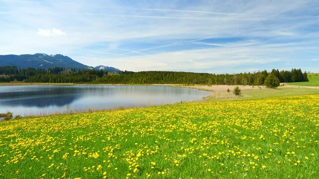 Bavaria&rsquo;s Green Meadows in Spring Offer a Breathtaking View of Flourishing Fields, Where Fresh Grass and Blossoming Flowers Paint the Perfect Picture of Tranquil Beauty
