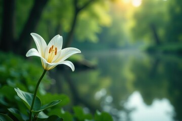 Fototapeta premium Serene atmosphere with a single white lily in the foreground, soothing, lily,