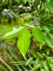 young agarwood leaves on the tree