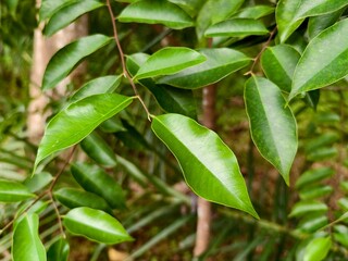 Obraz premium young agarwood leaves on the tree