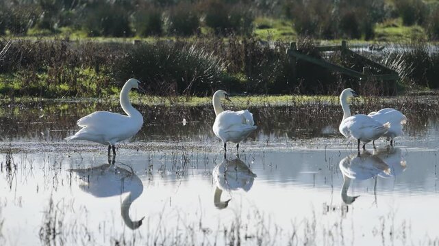 Mute Swan, Cygnus olor - birds in winter on marshes