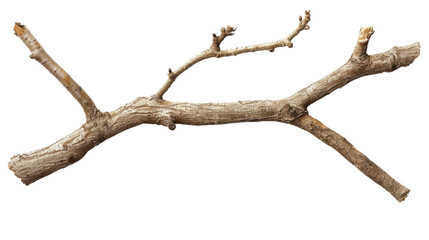 Tree branch on transparent background