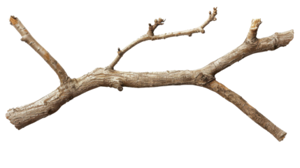 Tree branch on transparent background