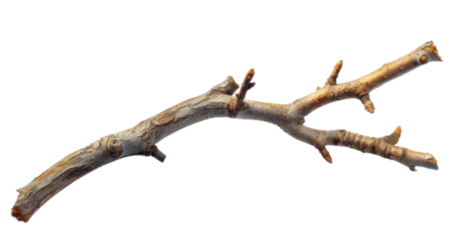 Tree branch on transparent background