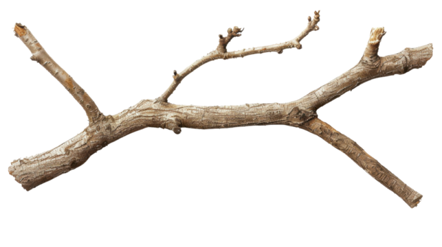 Tree branch on transparent background